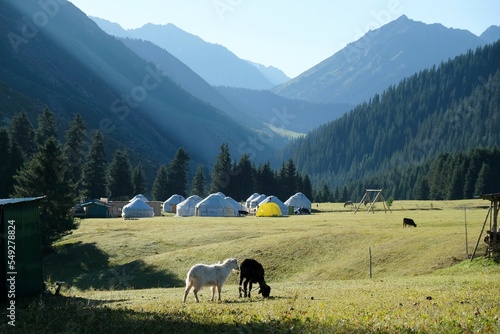 Two sheep on mountain meadow and camp with traditional nomad's yurts in background. Green Tien Shan Mountains in Karakol area in summer. Rich unique nature of Central Asia.