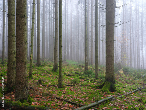 November Wald Nebel Dunst