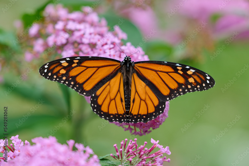 Naklejka premium Monarch Butterfly on butterfly bush flowers