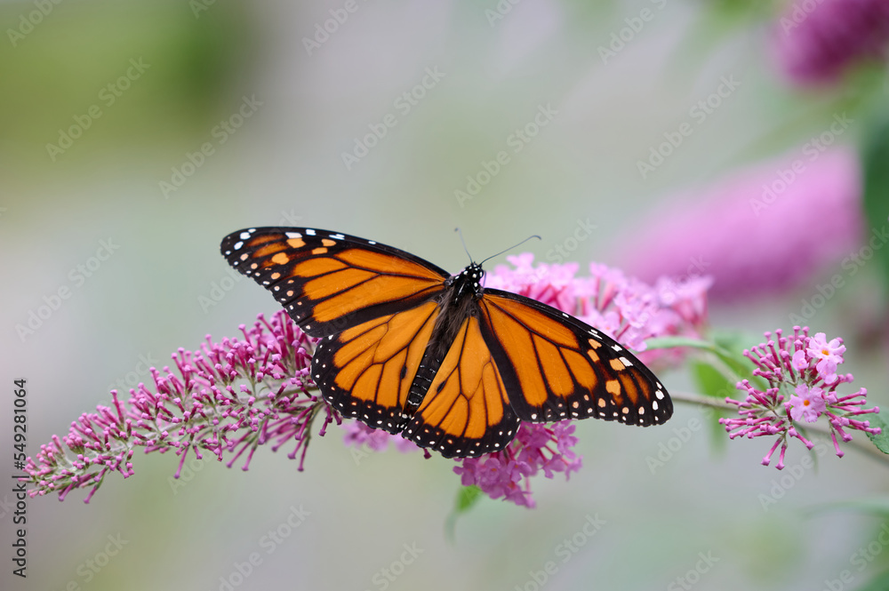 Fototapeta premium Monarch Butterfly on butterfly bush flowers