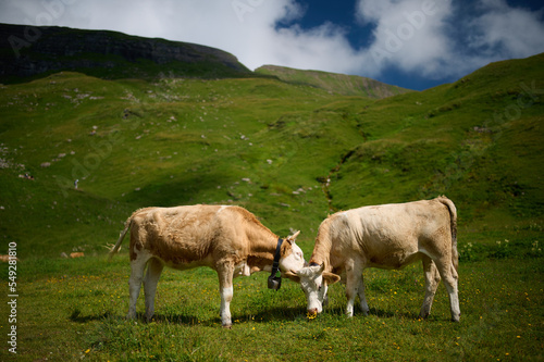 Two Cows in the Mountains, Grindelwald, Switzerland