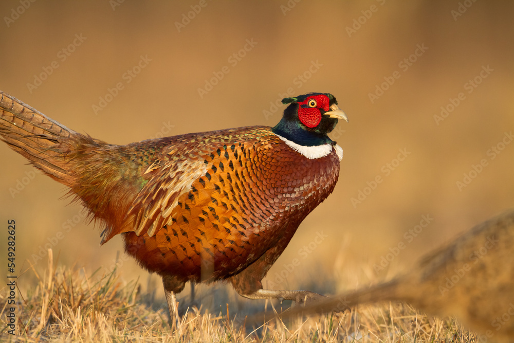 Fototapeta premium Common pheasant Phasianus colchius Ring-necked pheasant in natural habitat, grassland in early winter