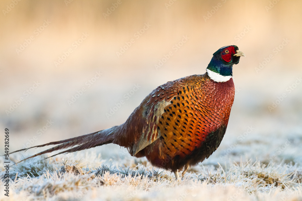 Fototapeta premium Common pheasant Phasianus colchius Ring-necked pheasant in natural habitat, grassland in early winter