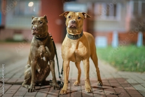 A beautiful thoroughbred bull terrier on the street of a night city. There is artistic noise.