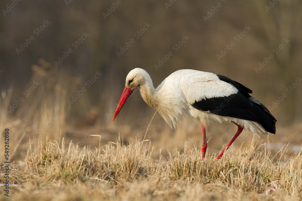 Bird White Stork Ciconia ciconia hunting time summer in Poland Europe Bird White Stork Ciconia ciconia hunting time summer in Poland Europe