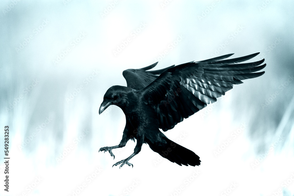 beautiful raven Corvus corax sitting on the branch North Poland Europe, old vintage filters - halloween beautiful raven Corvus corax sitting on the branch North Poland Europe, old vintage filters - halloween