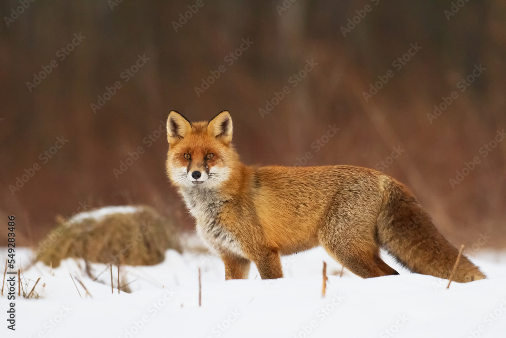 Fototapeta premium Fox Vulpes vulpes in autumn scenery, Poland Europe, animal walking among autumn meadow