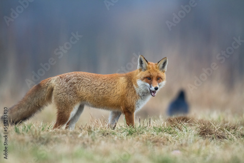 Fox Vulpes vulpes in autumn scenery  Poland Europe  animal walking among autumn meadow