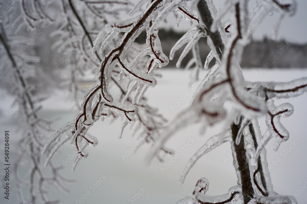 Ice on branches from freezing rain Ice on branches from freezing rain
