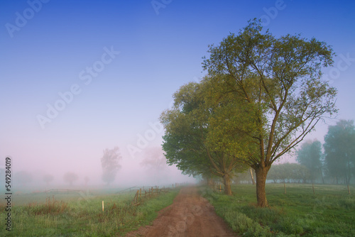 Landscape sunset in Narew river valley, Poland Europe, foggy misty meadows with willow trees, spring time 