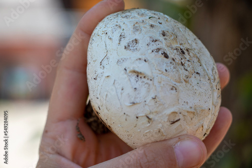 фотографія puffball mushroom