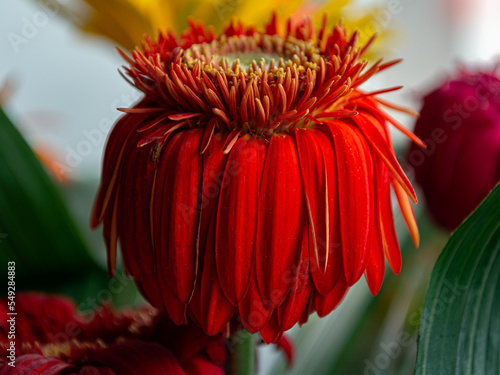 Old withered red gerbera flower with hanging petals