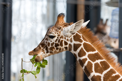 young baby giraffe chewing branch leaves portrait
