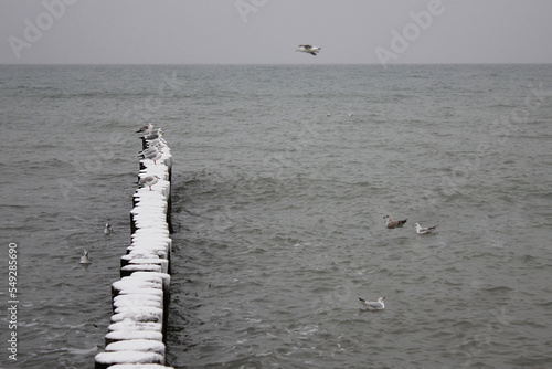 Seagulls sitting on snow-covered wooden poles in the sea in winter