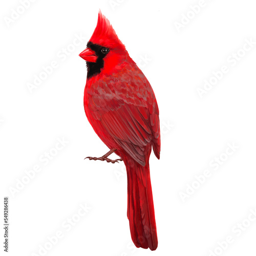 Red Cardinal. Watercolour illustration of a Red Cardinal bird. Idea for educational books, postcards, stickers, tattoo.