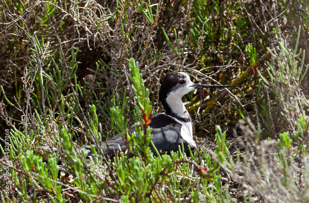 Fototapeta premium così orgogliosa del suo nido