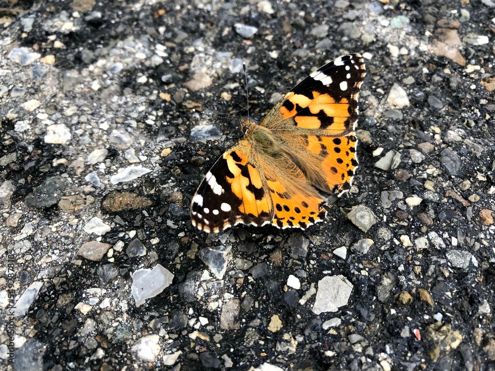 farfalla poggiata sull'asfalto di una strada di montagna farfalla poggiata sull'asfalto di una strada di montagna