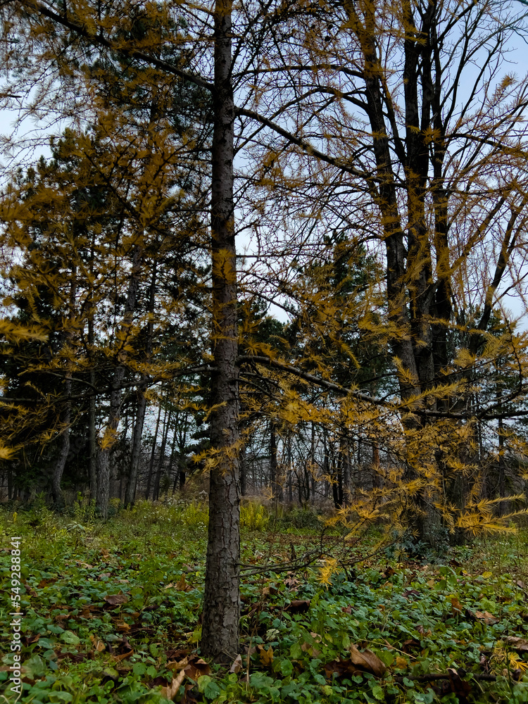 Fototapeta premium autumn in the forest