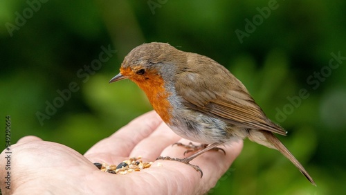 Closeup of a European robin, Erithacus rubecula standing on a person's hand with food photo