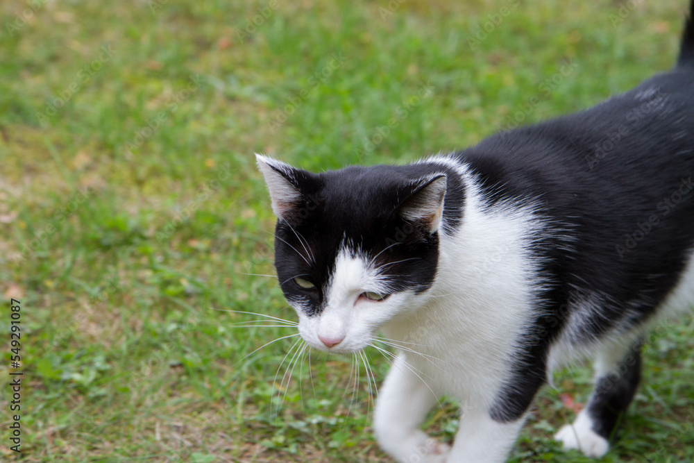 Black and white cat walking through a garden Black and white cat walking through a garden