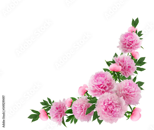 floral wreath, floral arrangement of pink lush peonies, isolated on a white background
