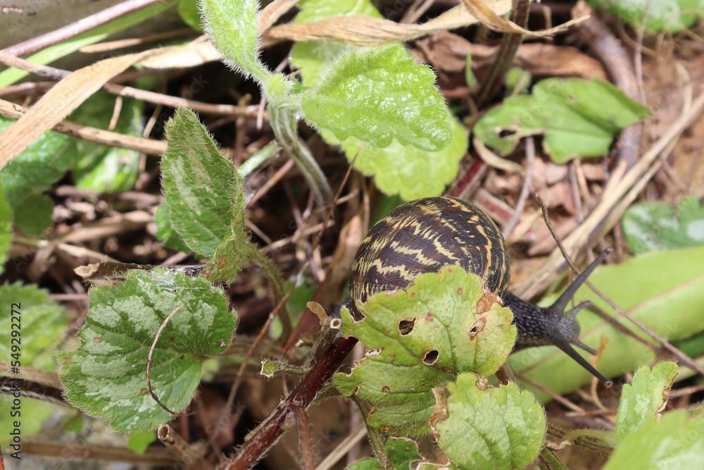 close up of ground with hairy leaves and passing snail close up of ground with hairy leaves and passing snail