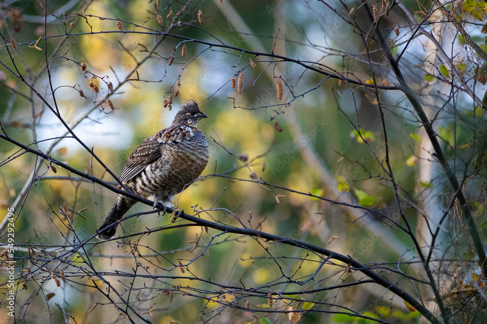 Ruffed grouse on a branch Ruffed grouse on a branch