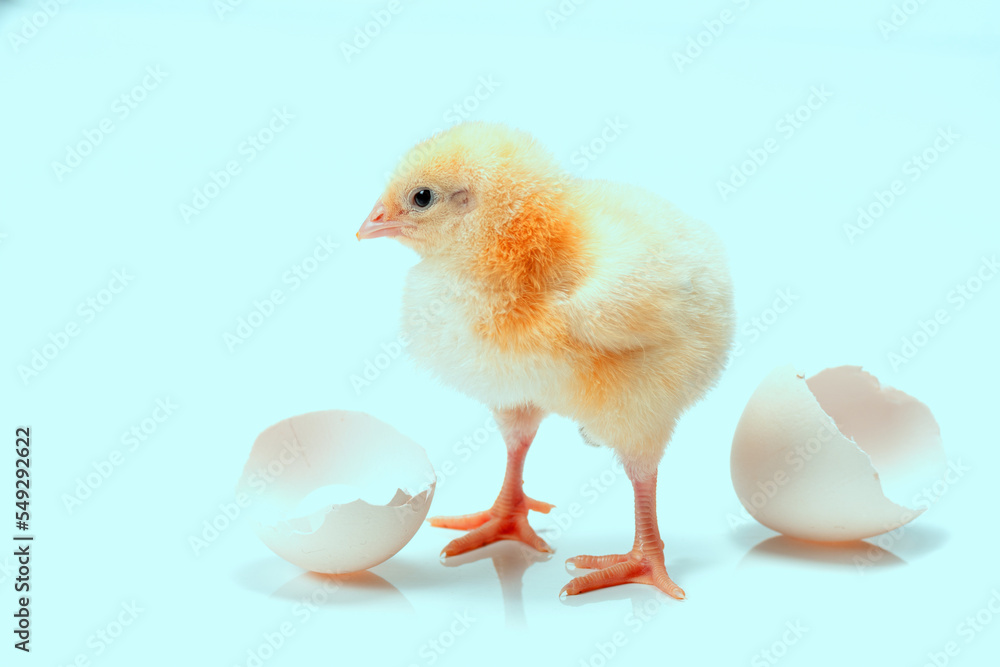 Little soft chick and egg shell isolated on clean blue background.