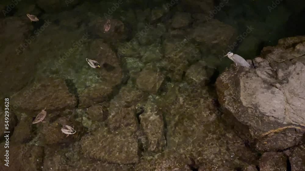 Rapallo Aquarium many ducks and many fish Rapallo Aquarium many ducks and many fish