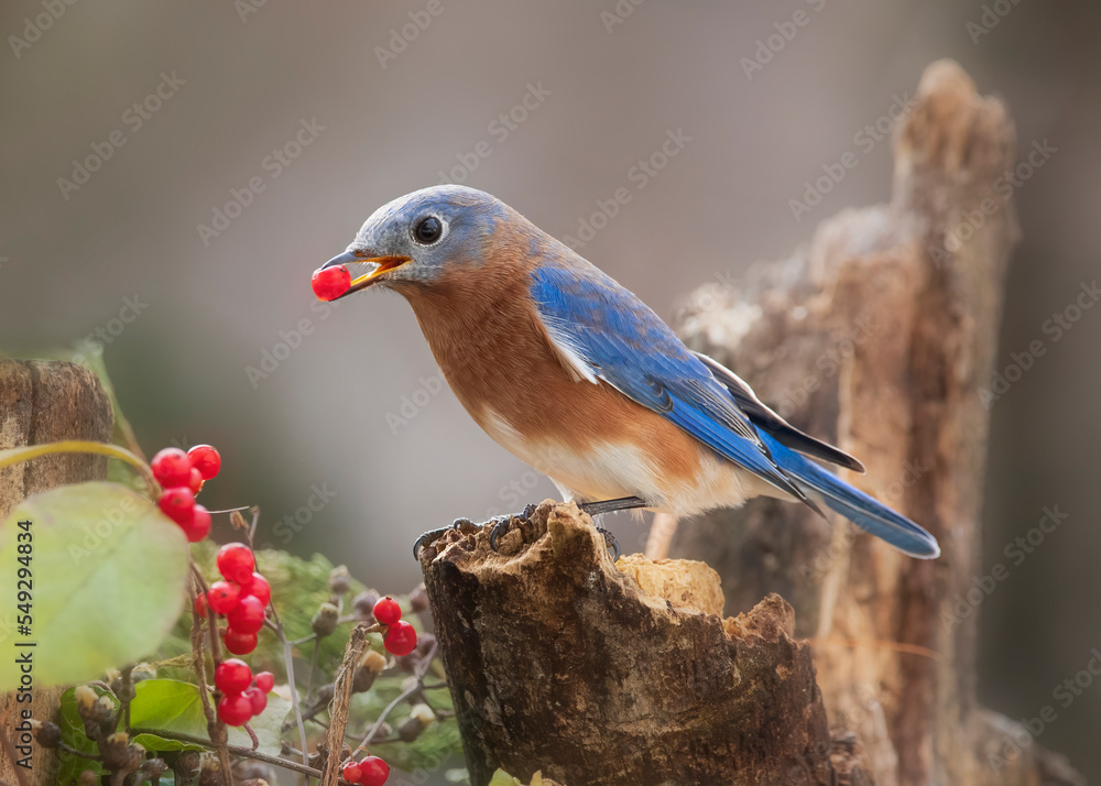 Obraz premium bluebird with red berry