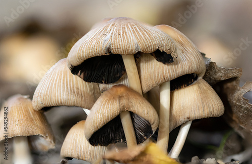 Un insieme di funghi che spuntavano nel mezzo di un prato photo