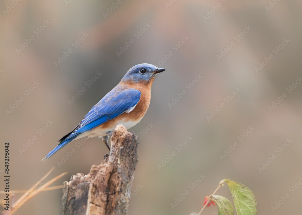 bluebird bluebird