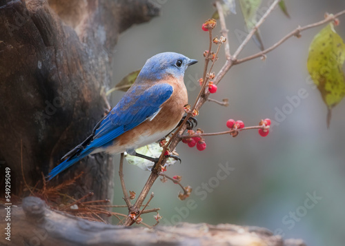 Fototapeta bluebird with red berry