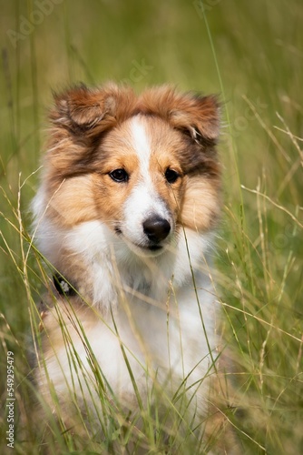 Vertical closeup of an adorable Sheltie puppy, furry dog portrat in the grasses of a garden photo
