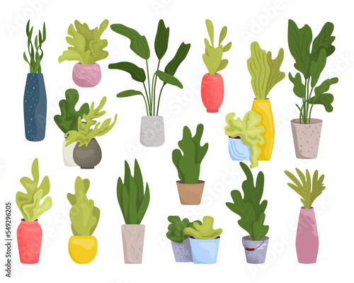 Home plant in pot, green nature for house set, vector illustration. Indoor fl...