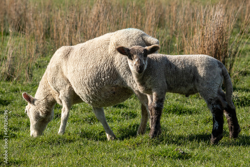 New Zealand sheep grazing 