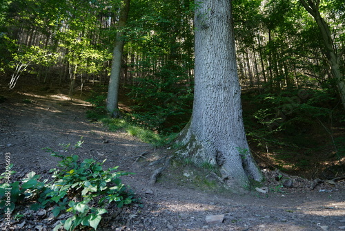 Forest in Altenberg