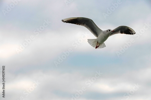 seagull flying in the sky