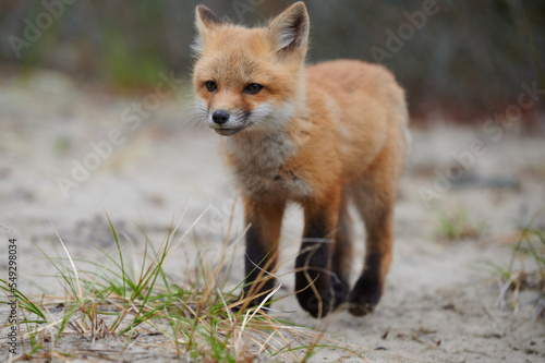 Wild baby red fox at the beach, Nova Scotia, Canada
