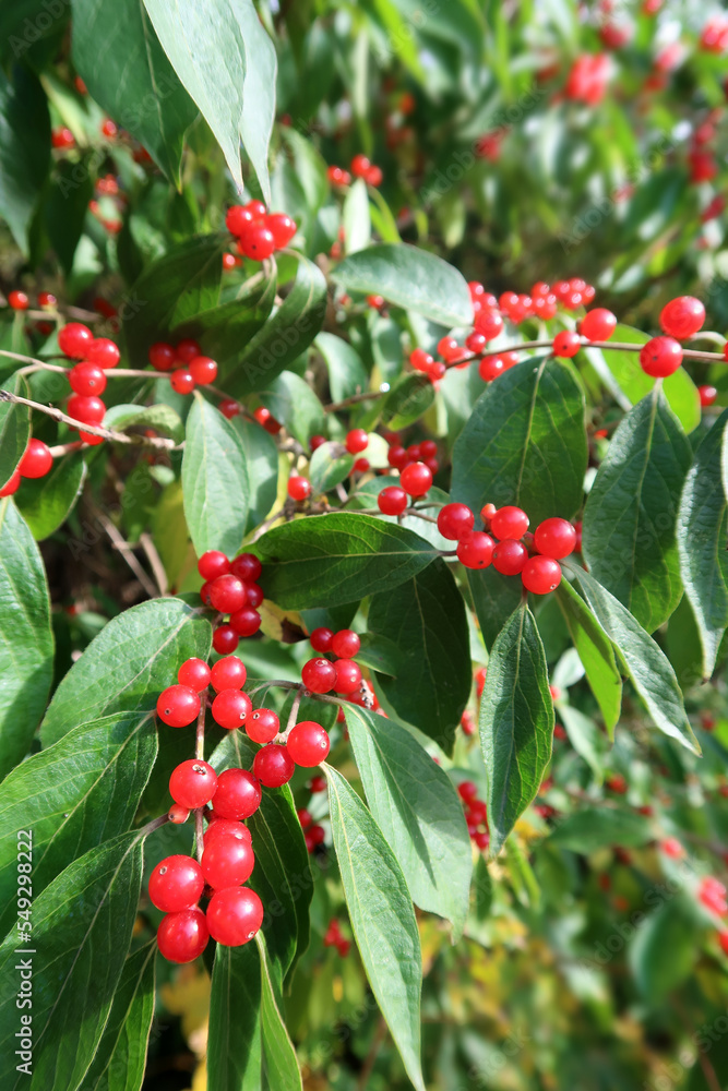 Obraz premium Amerikanische Winterbeere - winterberry - Ilex verticillata
