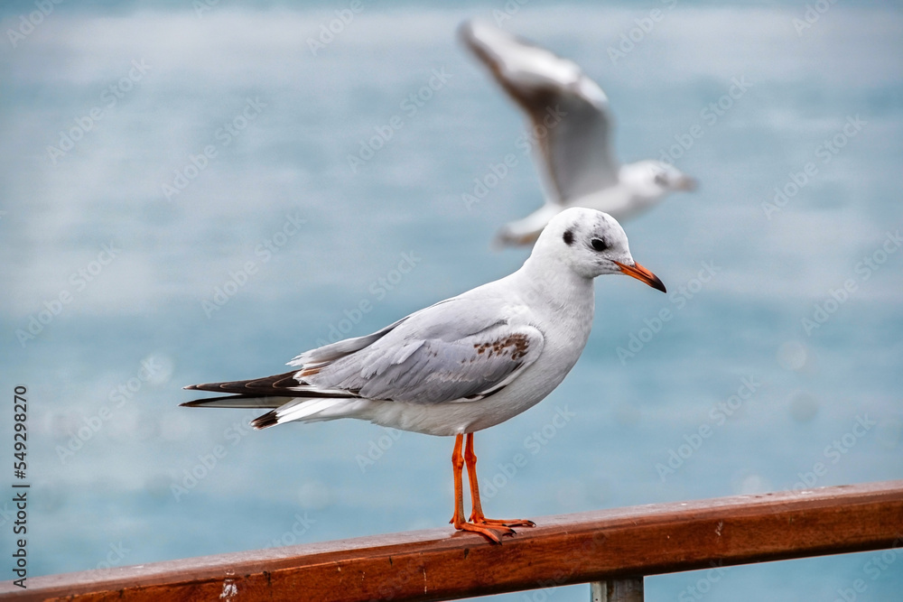 Fototapeta premium seagull on the rail ferry
