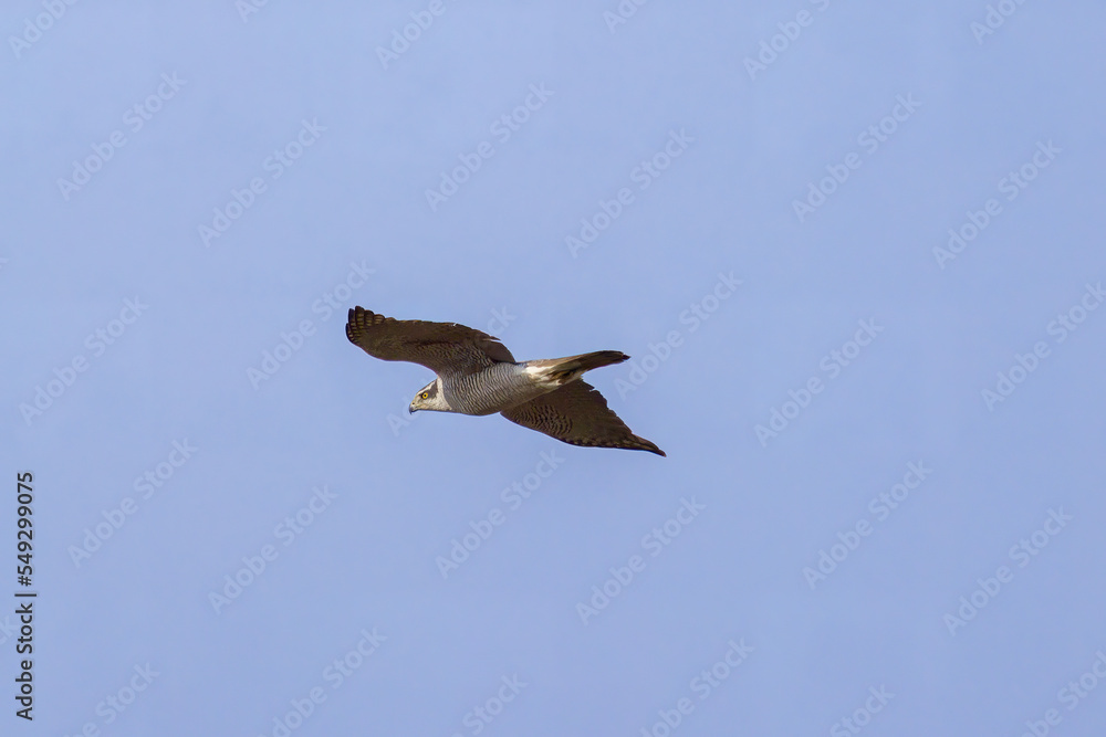 Obraz premium 飛翔するオオタカ