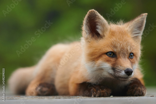 Wild baby red fox laying down at the beach, Nova Scotia, Canada © Curtis Patterson