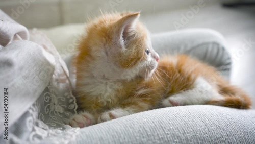 Young 1 month old cute playful ginger striped kitty with blue eyes.