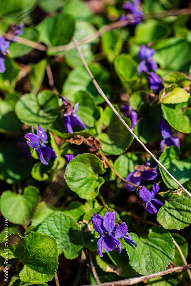 English violet (viola odorata) flower in bloom English violet (viola odorata) flower in bloom