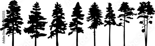 spruce silhouette  fir trees nature design vector isolated