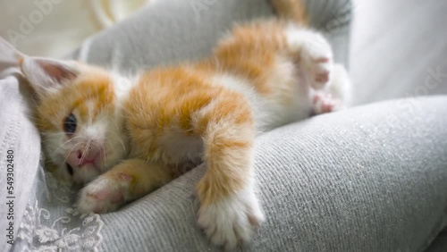Portrait of little 1 month old cute playful ginger striped kitten with blue eyes