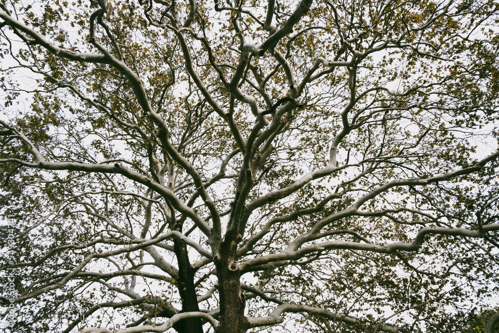 Branches of an old tree. Tree branches perspective. Selective focus. Branches of an old tree. Tree branches perspective. Selective focus.