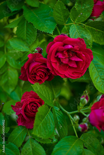 nice roses in the garden