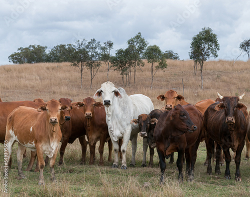 Mixed herd of cattle that are often found roaming freely in Queensland, Australia. photo